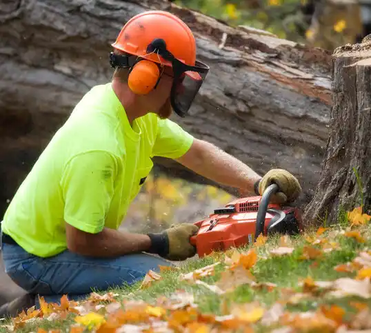 tree services Hokah